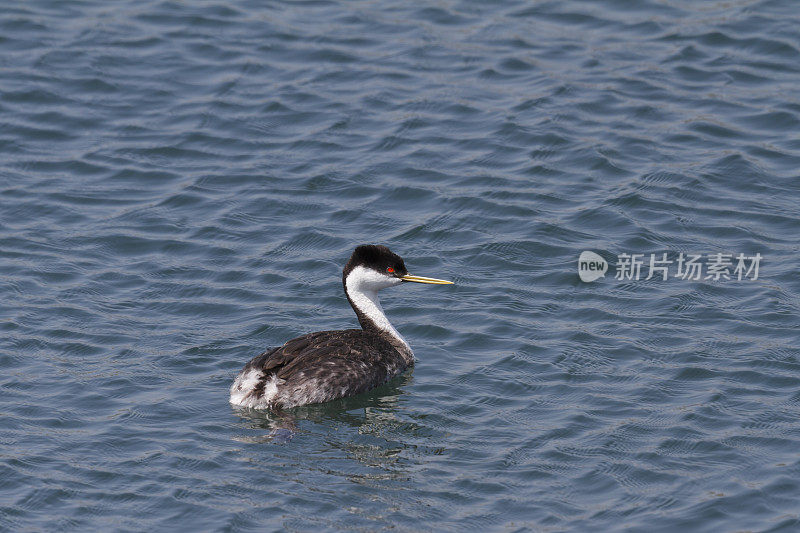 西纹沙蚤(aechhmhorus occidentalis)